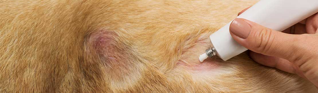 Hund - Haut, Fell & Pflege